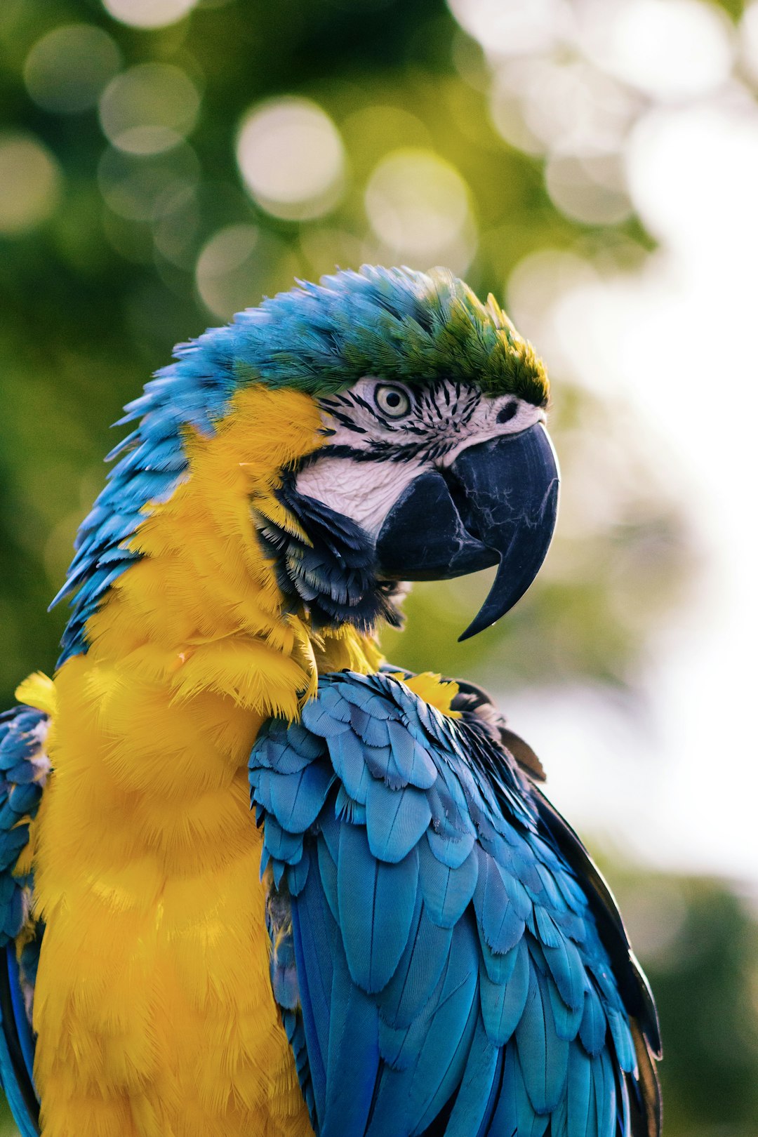Macaw illustrating Tippi Hedren's animal-welfare and bird-sanctuary work; not a portrait